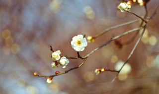 立春节气是什么意思 立春节气是几月几日