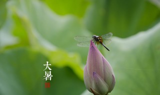 大暑節(jié)氣吃什么傳統(tǒng)食物（大暑節(jié)氣有什么飲食禁忌）