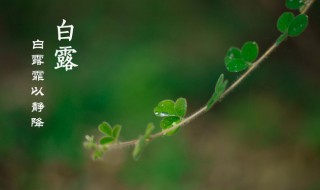 白露節(jié)氣古詩(shī)詞 白露節(jié)氣古詩(shī)詞四句