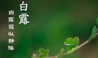 白露節(jié)氣推薦語（白露節(jié)氣語言教案）