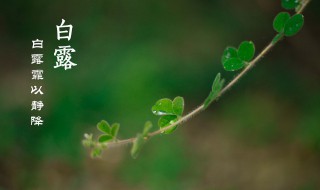 白露節(jié)氣詩詞 白露節(jié)氣詩詞大全