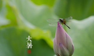 大暑节气是什么意思（大暑节气是什么意思代表什么动物呢）