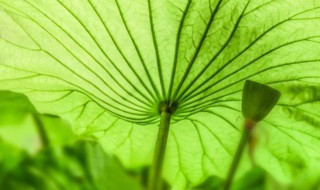 大暑节气寓意 大暑节气寓意什么生肖