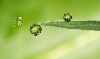 寒露节气的彦语 寒露谚语或古诗