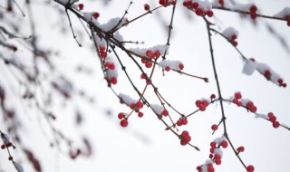 小雪节气是什么意思 小雪节气是啥意思