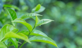 茶樹種子要怎么種植 茶樹種子要怎么種植呢