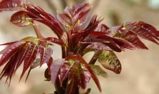 香椿树怎么种植 香椿树怎么种植方法视频