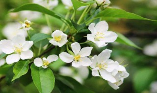 茉莉花泡茶怎么泡茶（茉莉花泡茶怎么泡茶最好）