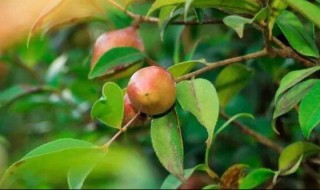 油茶种植技术（油茶种植技术大全视频）