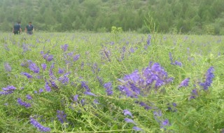 黃芩種植技術(shù) 黃芩種植技術(shù)及管理方法