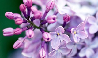 丁香花種植 丁香花種植方法和時間