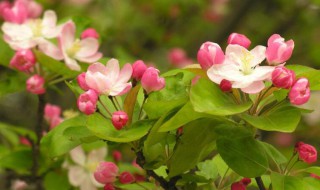 海棠花的种植（海棠花的种植技术）