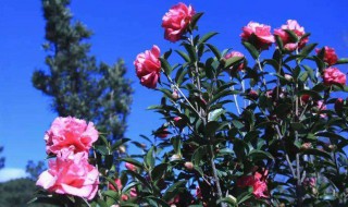 山茶花种植（山茶花种植方法）