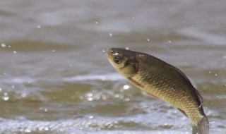 釣大鯽魚和小鯽魚餌料（大鯽魚和小鯽魚的區(qū)別）