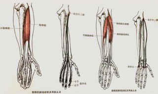 肱骨是哪個(gè)部位（肱骨是哪個(gè)部位 胎兒）