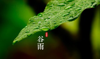 谷雨节气是什么意思 谷雨节气是什么意思和含义呢