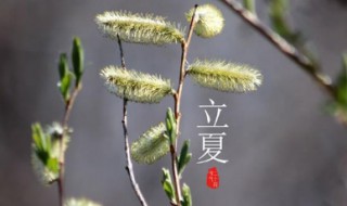 立夏節(jié)氣吃什么食物