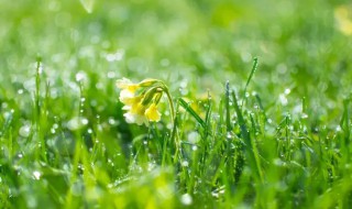 雨水節(jié)氣養(yǎng)生知識 雨水節(jié)氣養(yǎng)生常識