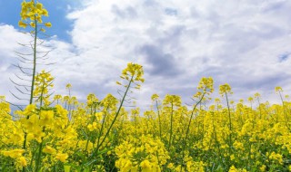 油菜花什么季节开?（油菜花什么季节开花）