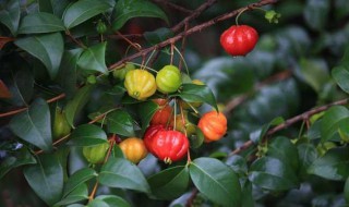 巴西紅果盆景養(yǎng)殖方法 紅果仔盆景養(yǎng)殖方法