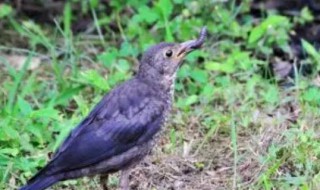 農(nóng)村常見的幾種黑鳥（農(nóng)村常見的幾種黑鳥圖片一米長）