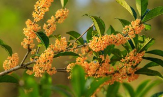 桂花浇水方法 桂花浇水方法视频教程