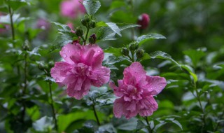 小木槿花期（小木槿花期一朵花能開幾天）