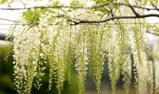 柳樹的花是什么樣子（柳樹的花是什么樣子的）