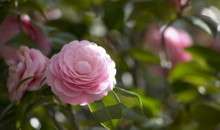 茶花打花苞時(shí)怎樣施肥 茶花打花苞時(shí)能施肥嗎