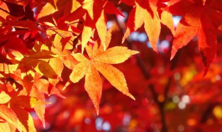 紅楓可以開(kāi)花嗎 紅楓開(kāi)花嗎?