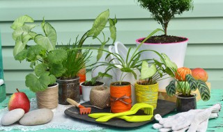 室内有哪些净化空气的植物 室内有哪些净化空气的植物呢