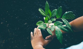 观叶植物的放置 观叶植物的放置方法