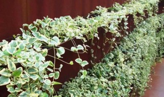 西方如何种植攀援植物防止墙面干燥 西方如何种植攀援植物防止墙面干燥的方法