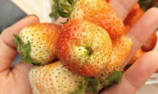 怎样判断草莓坏了没 怎样判断草莓坏了没坏