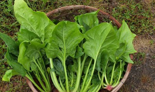 黑豆能和菠菜一起食用嗎 黑豆可以跟菠菜一起吃嗎