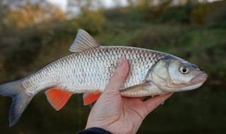 軟骨鯽魚怎么養(yǎng) 軟骨鯽魚怎么養(yǎng)的