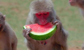 猴子喜欢吃什么食物（猴子喜欢吃什么食物水果）
