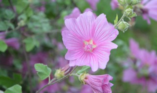 野芙蓉花的功效与作用 野芙蓉花的功效有哪些