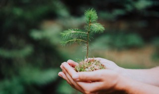 一年級(jí)植樹節(jié)手抄報(bào)（一年級(jí)植樹節(jié)手抄報(bào)簡(jiǎn)單）