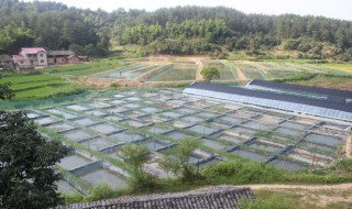 泥鳅养殖池塘要怎么建造好（泥鳅的水泥养殖池应该建多高）