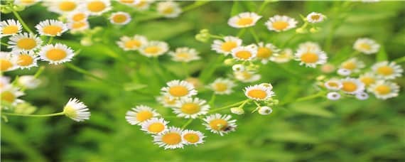 菊花小苗什么時候打頂（菊花苗長多高打頂）