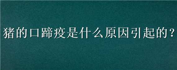 猪的口蹄疫是什么原因引起的 猪口蹄疫发病原因