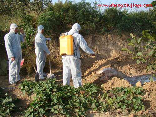 山西澄城：大力宣傳推進(jìn)病死豬無(wú)害化處理技術(shù)