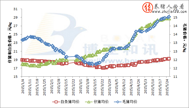 南方豬價上漲成為引領本輪豬價上漲主要推動力