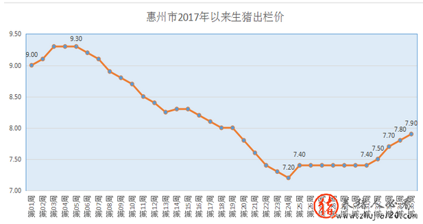 “二師兄”身價漲了！惠州生豬出場價格連漲4周