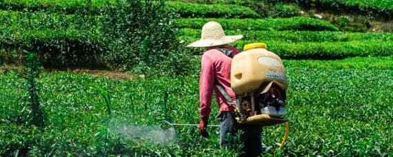 除草剂和百草枯一样吗 百草枯与除草剂有什么区别