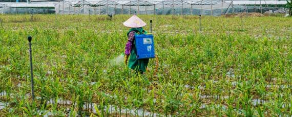 跳甲虫用什么农药才能根治 不用农药怎样杀跳甲虫