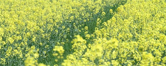 直播油菜田封閉除草劑用法 油菜直播封閉除草用什么藥