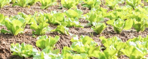 大白菜温度0°C还能不能生长 大白菜在多少度以下就不生长了