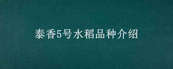 泰香5号水稻品种介绍 泰国香稻品种